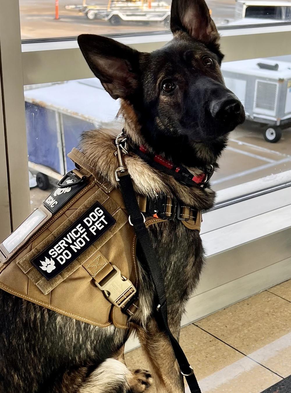 service dog